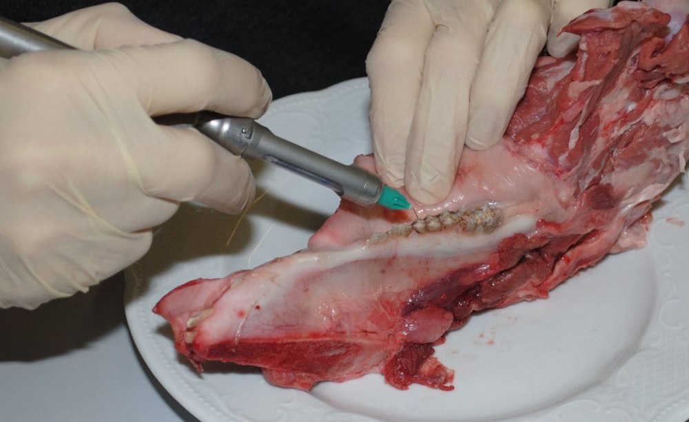 ILA Übung Schweinekiefer ILA Übung am Schweinekiefer